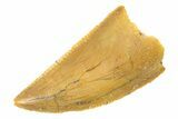 Serrated, Raptor Tooth - Real Dinosaur Tooth #285148-1